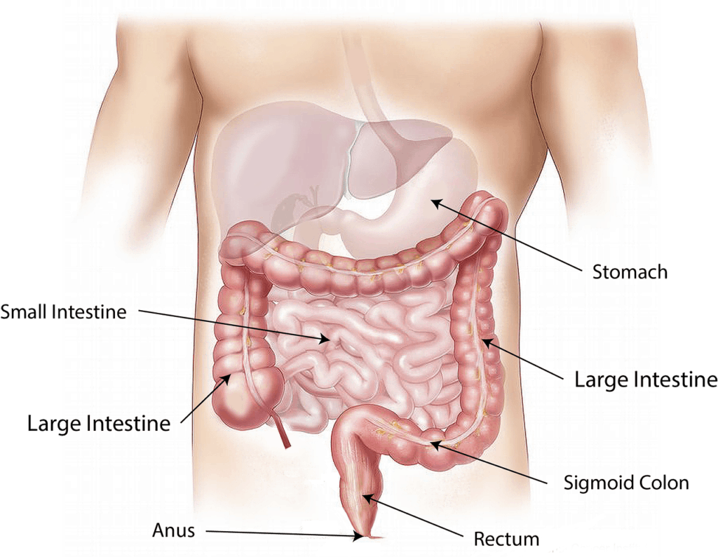 diagram of digestive system