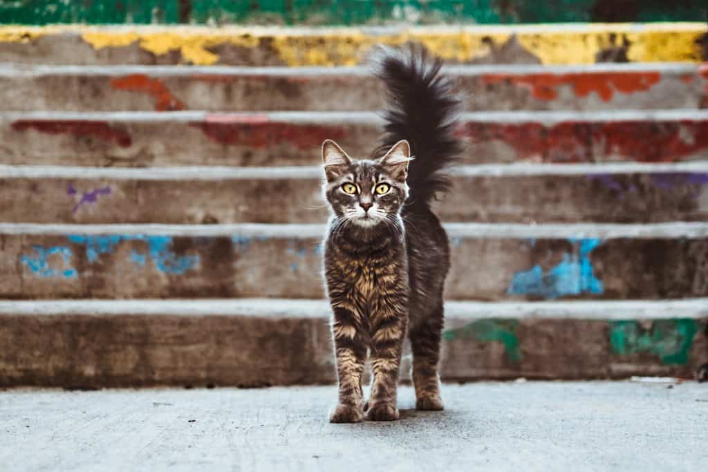 A cat stands at the bottom of six concrete steps.  The steps paper to have been painted long ago, but you can make out that the top step was yellow, the second step orange, the third red, the fifth blue and the bottom step green.  The brown tabby cat's eyes are open wide, with an expression that would be labeled as surprise in a human, with its tail up and bristled out.  