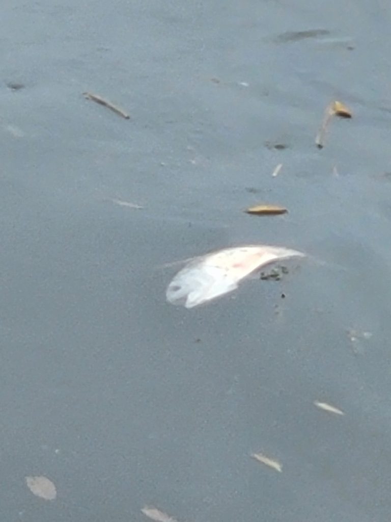 Close up of a dead menhaden floating in the water