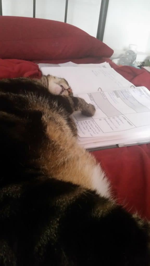 Nigel(brown sparkle tabby) is laying down with his head and front paws resting on a planner