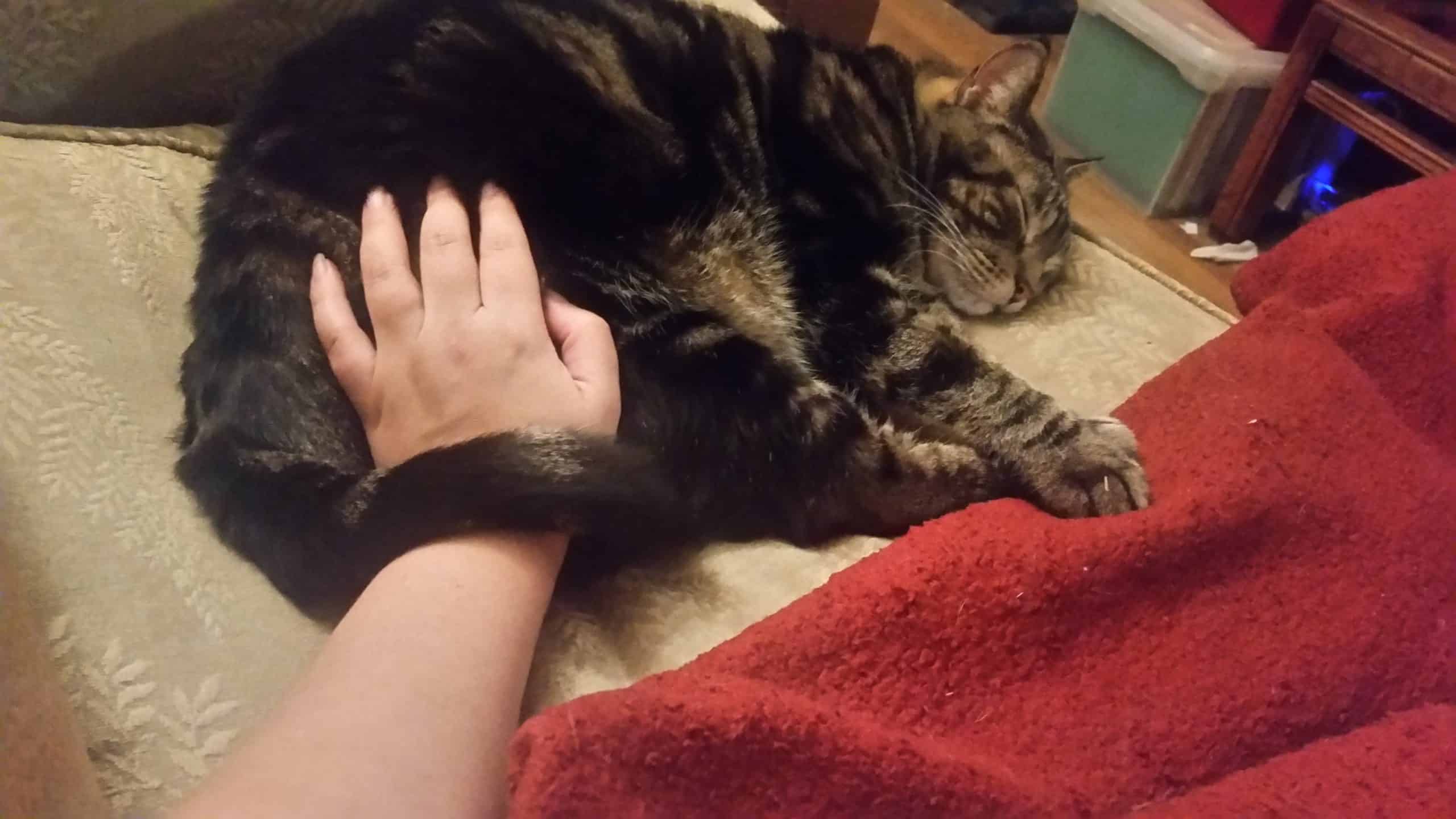 The picture is taken looking down at my arm and hand. Nigel is on the couch beside me, his paws touching the blanket I'm under. His tail is firmly wrapped around my wrist.