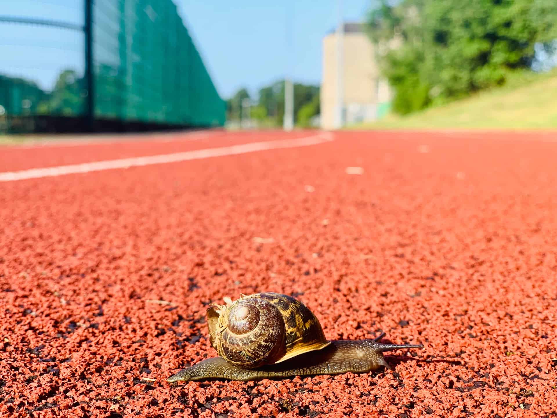 A snail makes its way across a red running track.